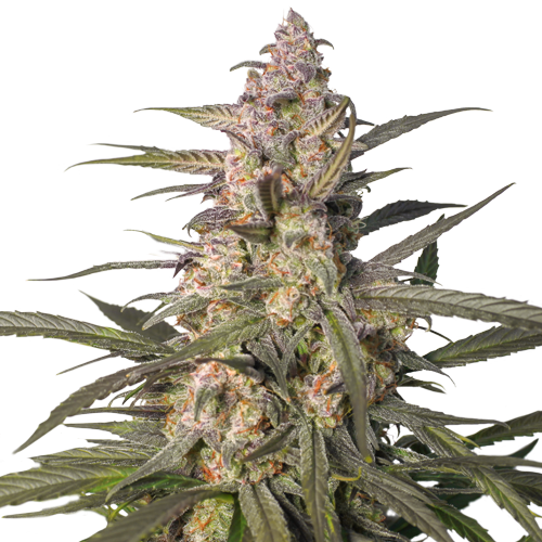 Auto Northern Dragon Fuel autofem