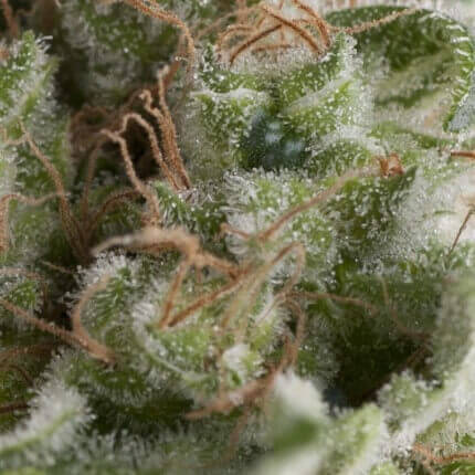 Auto American Pie autofem