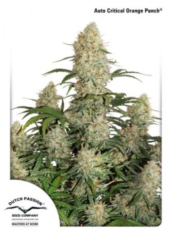 Auto Critical Orange Punch autofem