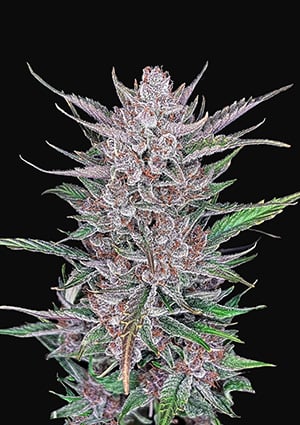 Gorilla Punch Auto autofem