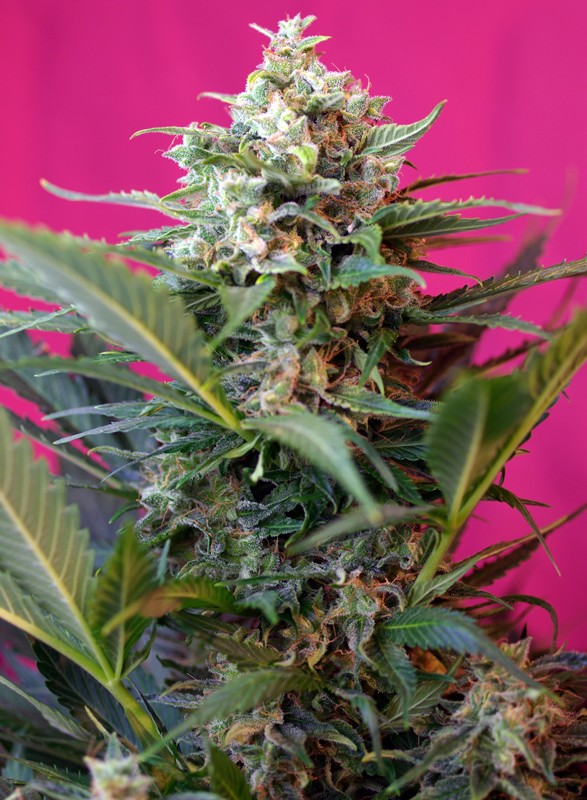 Big Devil XL Auto autofem