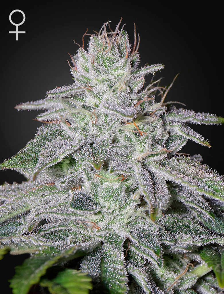 Franco's Lemon Cheese (Feminised) fem