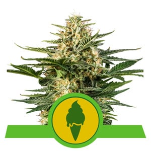 Green Gelato Auto autofem