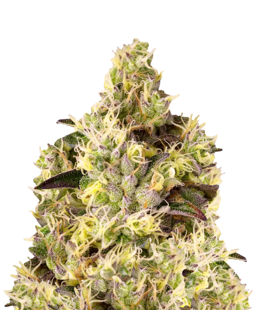 Auto Gelato genetics autofem