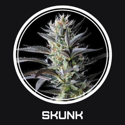 Skunk fem