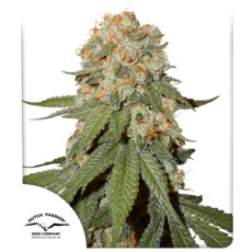 Orange Bud 2.0  fem