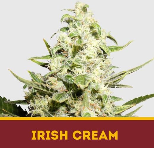 Irish Cream fem