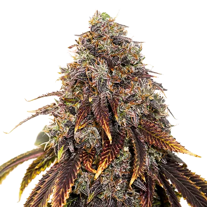 Gelato 41 fem