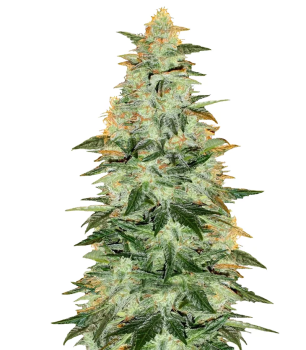 Lowryder autofem