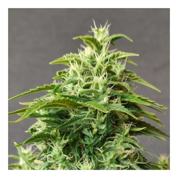 Chronic Fast F1 BX regular fast reg
