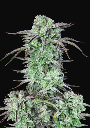 Strawberry Banana Auto autofem