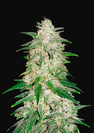 Gelato Auto autofem