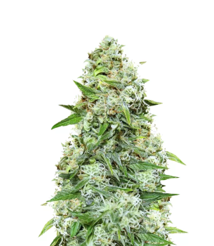 Chronic Ryder autofem