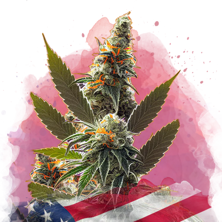 Orange Bud Automatic autofem