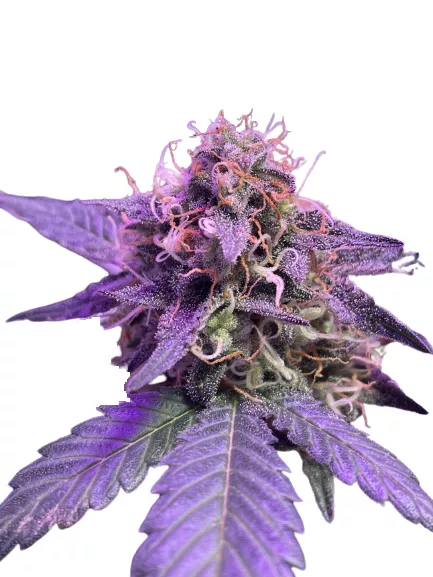 Auto Caramel Cream genetics autofem