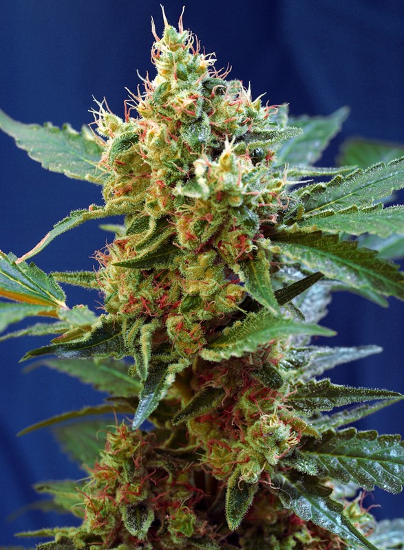 Cream Mandarine XL Auto autofem