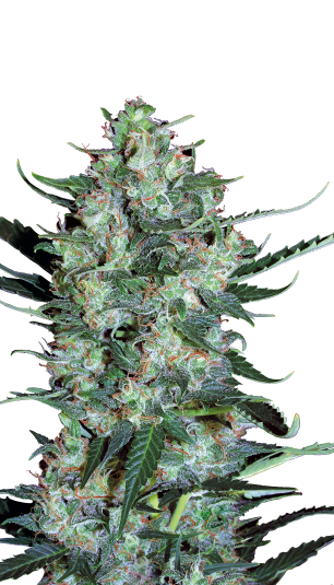 Autoflowering White Russian №1 autofem