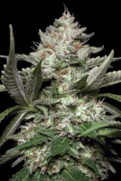 Auto Kong 4 autofem