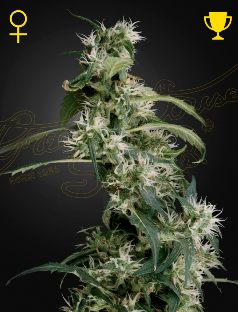 Mango Haze / Arjan's Ultra Haze 2 (Feminised) fem