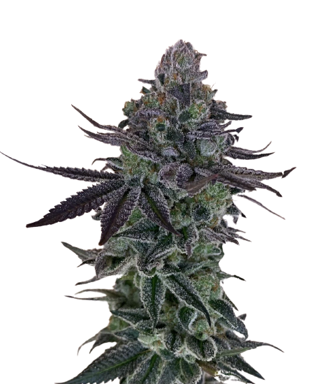 Auto Zkittlez genetics autofem