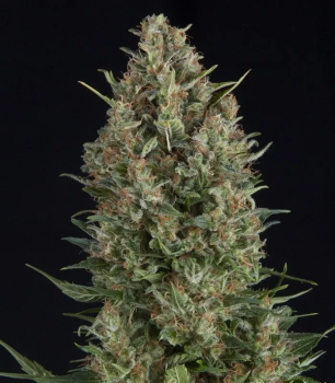 Northern Ligths CBD fem