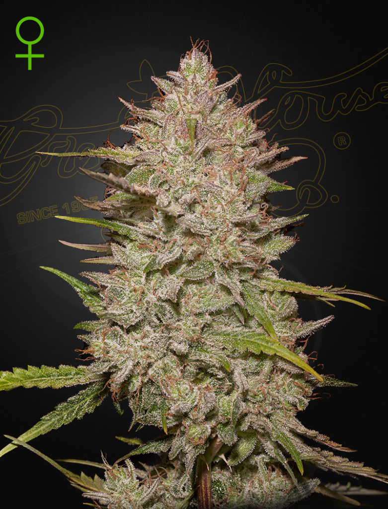 Chemical Candy (Feminised) autofem