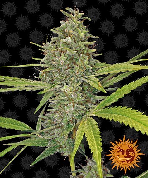 G13 Haze fem