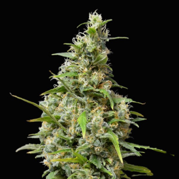Northern Lights Auto autofem
