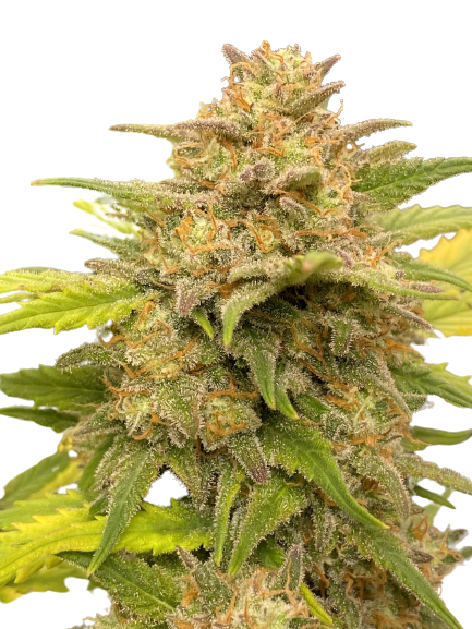 Auto Glue XXL genetics autofem