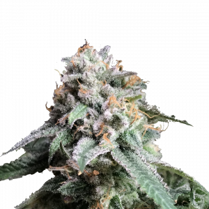 Auto AK 47 genetics autofem