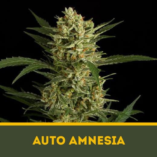 Auto Amnesia autofem