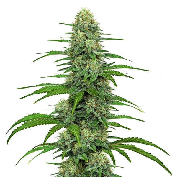 Auto Gorilla G4 autofem