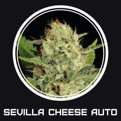 Sevilla Cheese Auto