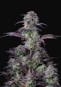 Original Auto Blueberry autofem