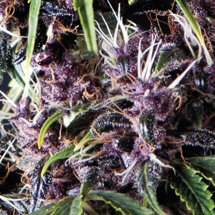 Auto Purple autofem