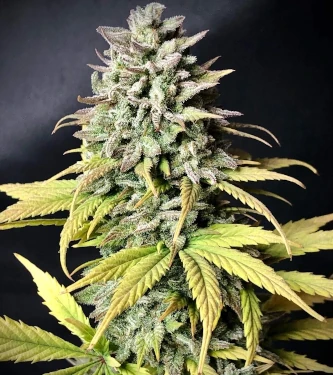 Rucu Cucu OG Auto autofem