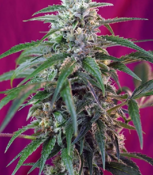 Green Poison Auto autofem