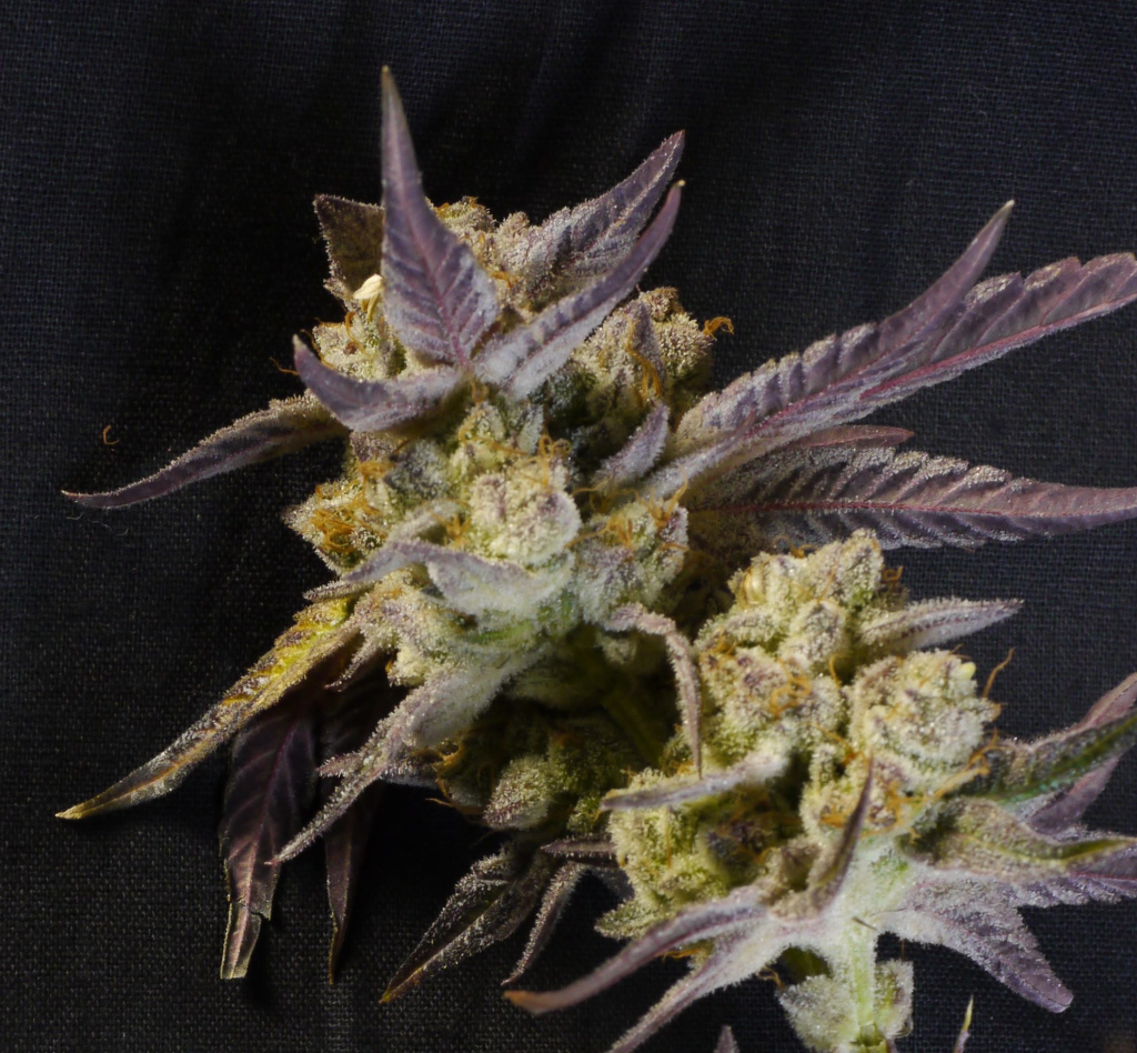 Sour Gorilla genetics fem