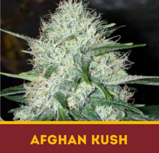 Afghan Kush fem