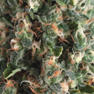 Auto Super OG Kush autofem