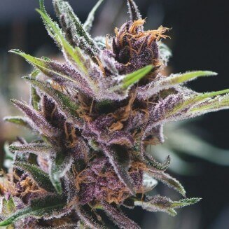 Black Cherry Punch fem