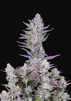 Wedding Glue Auto autofem