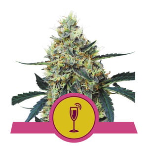 Mimosa fem