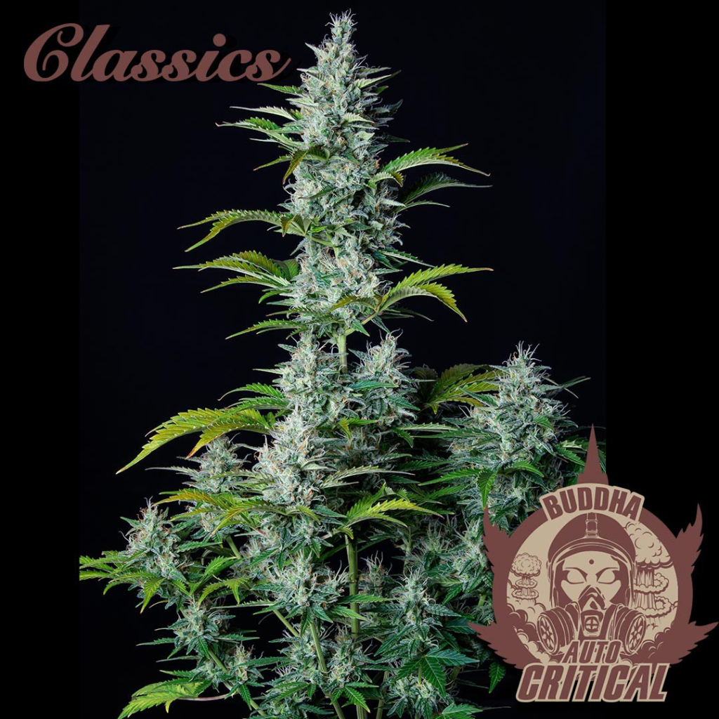Critical Auto autofem