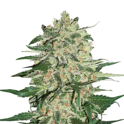 Big Bud Auto autofem
