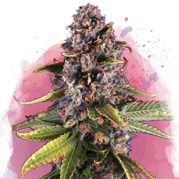 Raspberry Cough Automatic autofem
