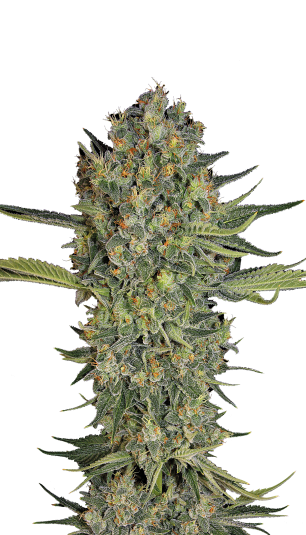 Serious Kush fem