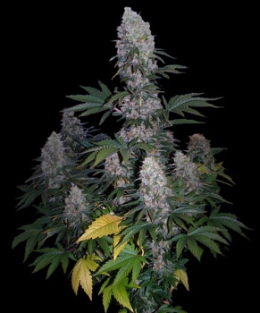 Power Plant Fast fem