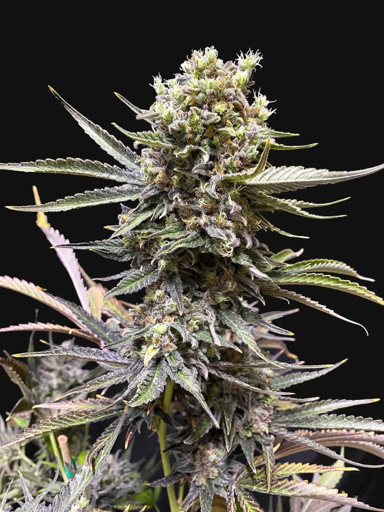 Sherbet Cuvee Cookies fem