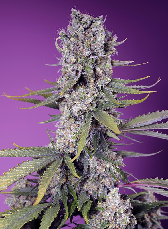 Papaya Zoap F1 Fast Version fem